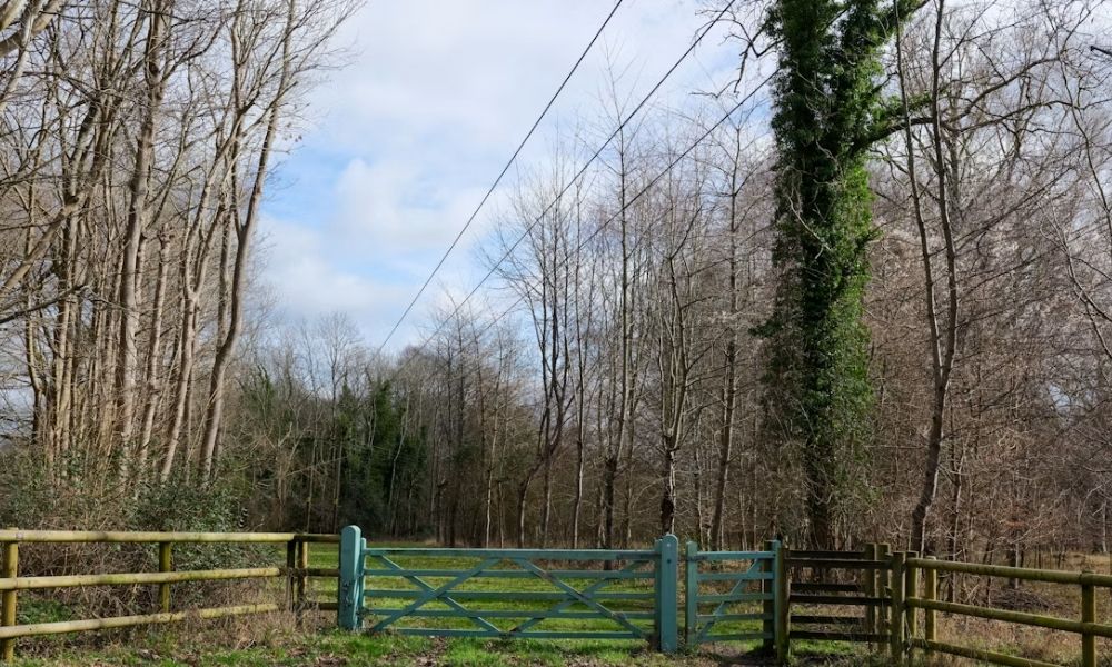Fenced gate and wooded property boundary, illustrating the setting for a boundary survey for conservation easement corners